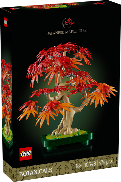 10348 - Japanese Red Maple Bonsai Tree